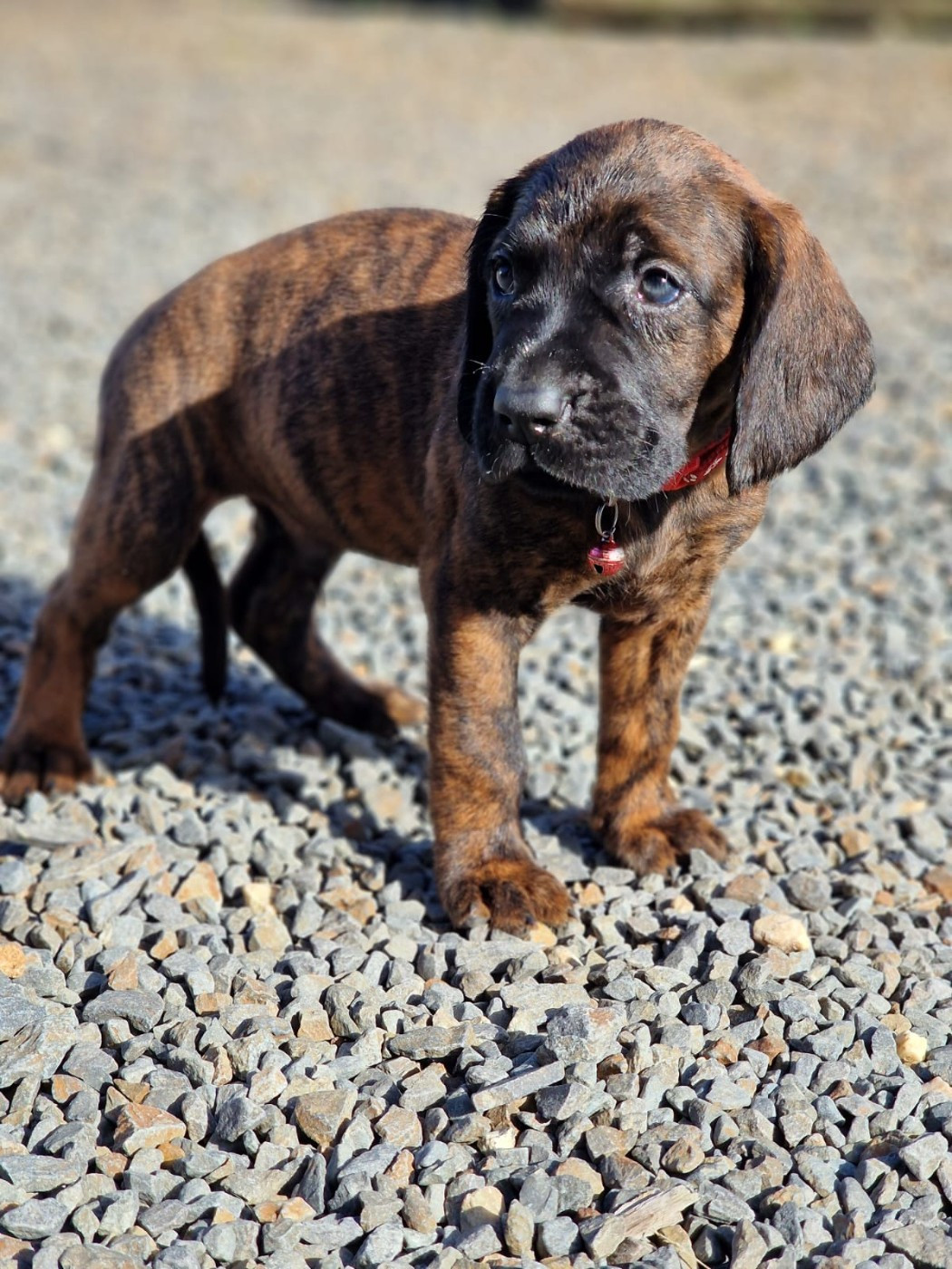 Chiot N°3