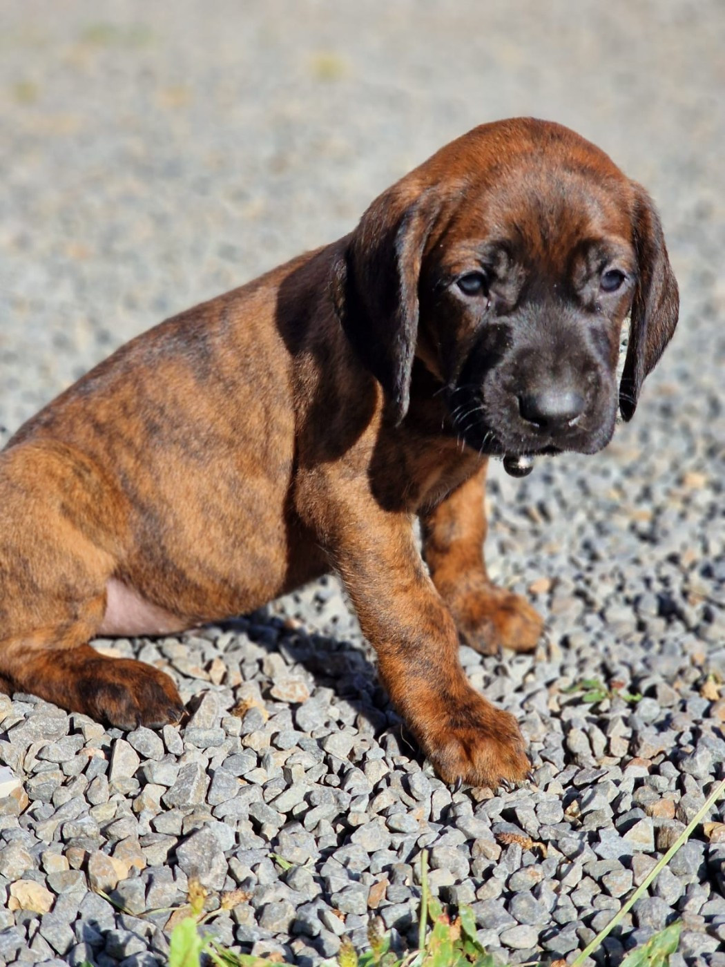 Chiot N°3