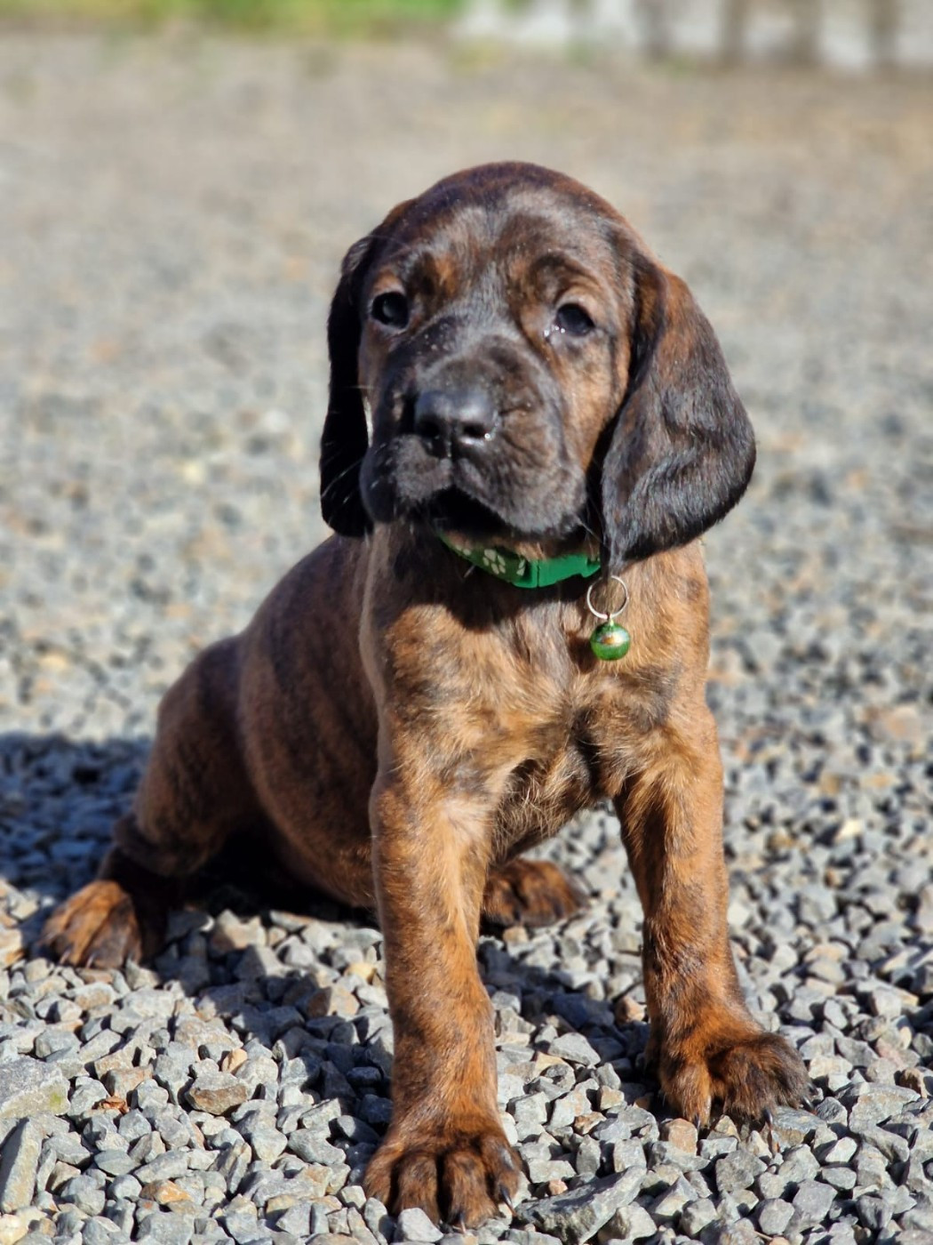Chiot N°4