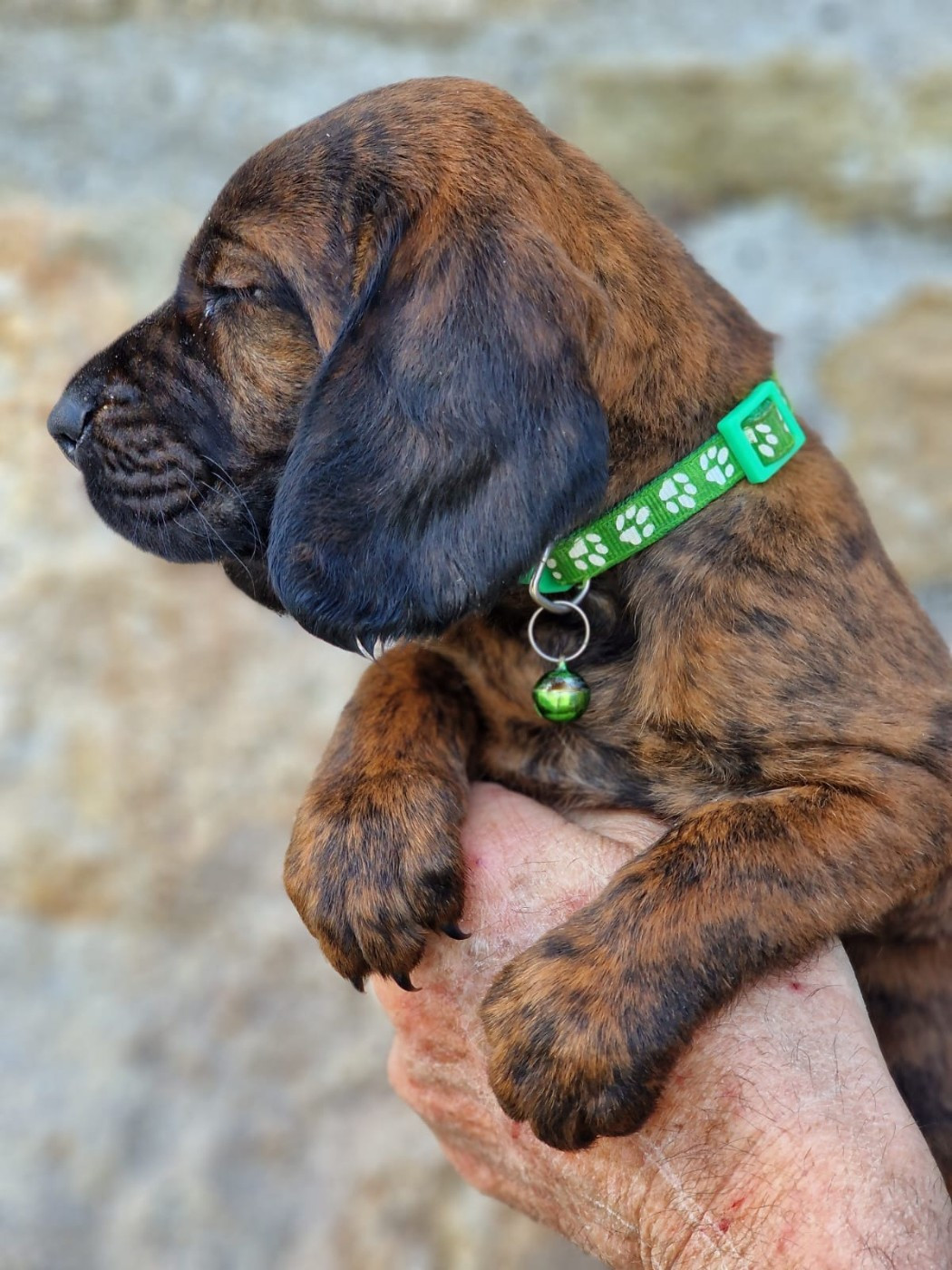 Chiot N°4