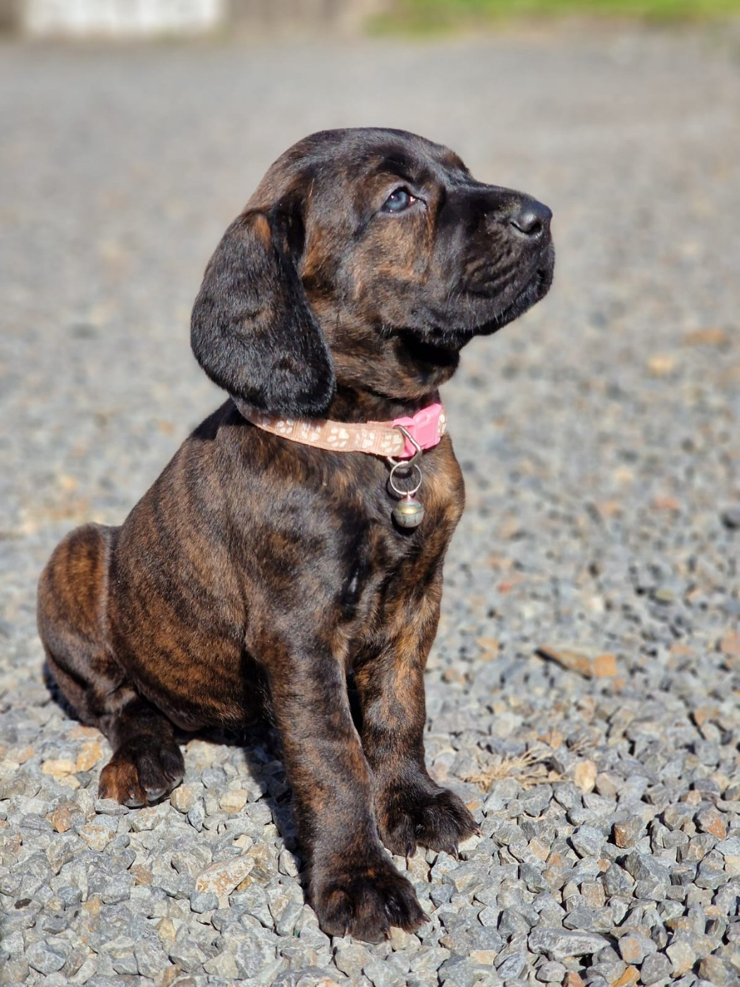 Chiot N°8