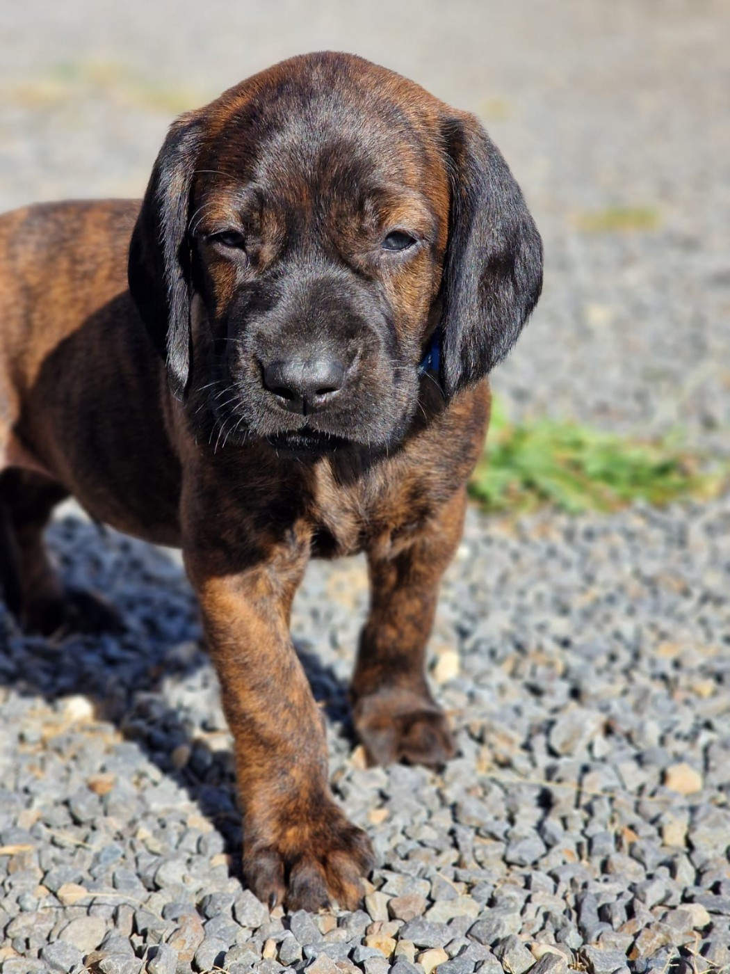 Chiot N°8