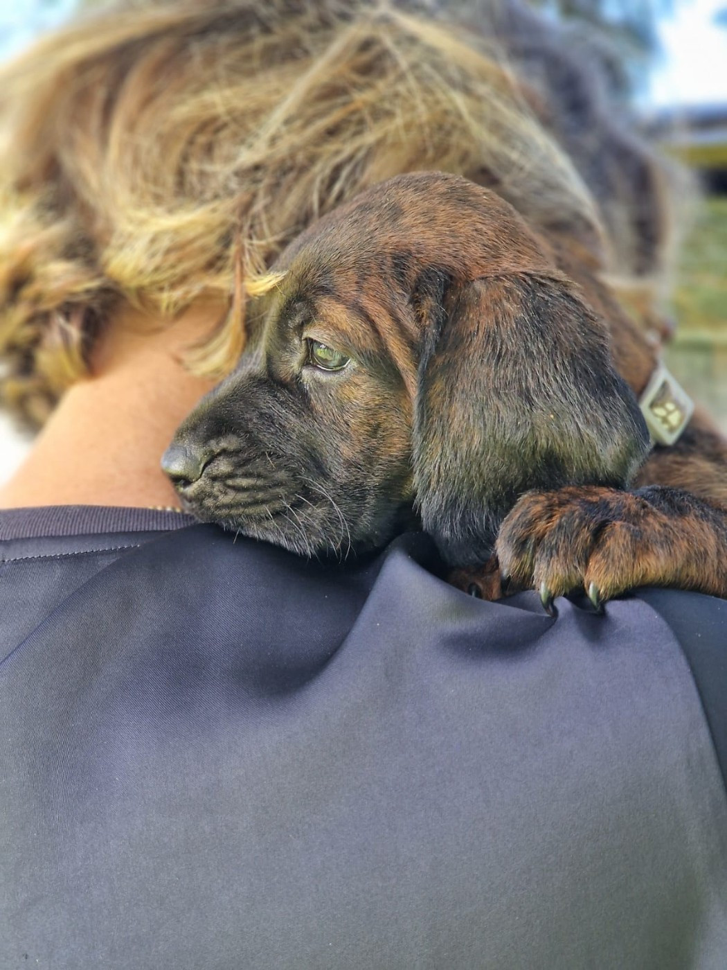 Chiot N°9