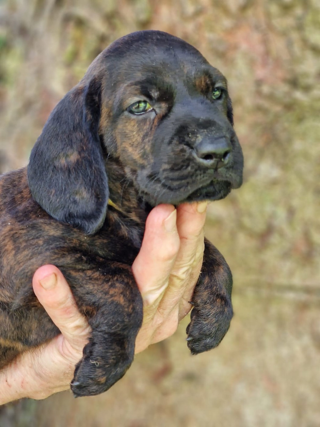 Chiot N°9