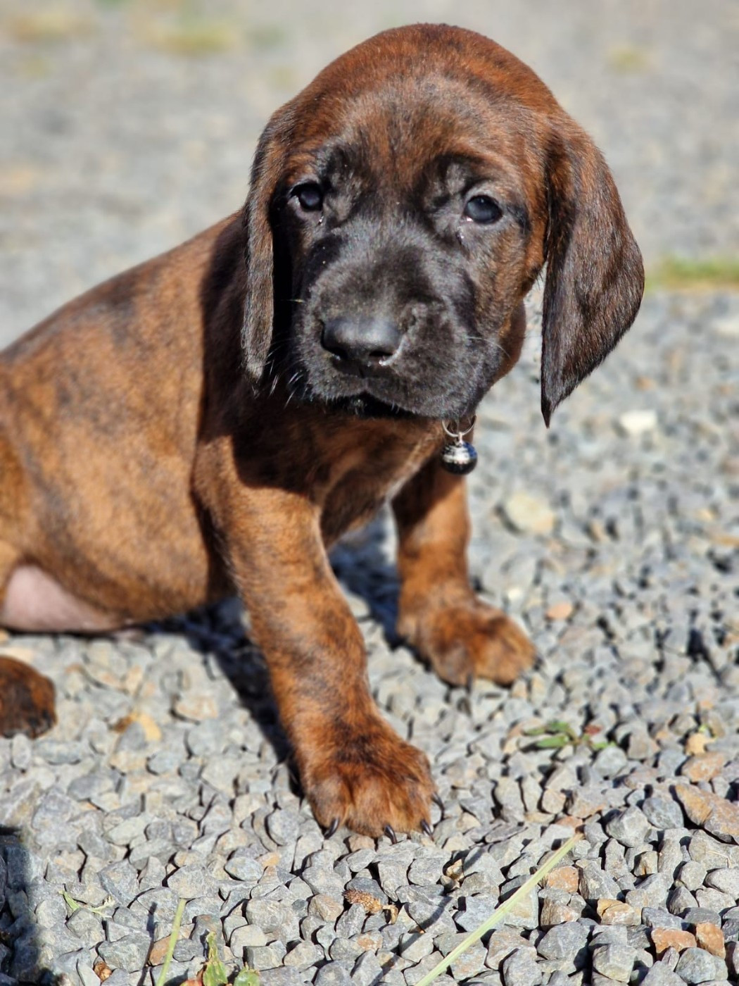 Chiot N°2