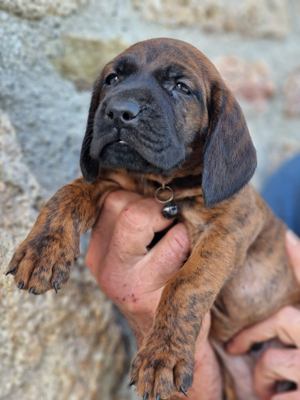 Chiot N°2