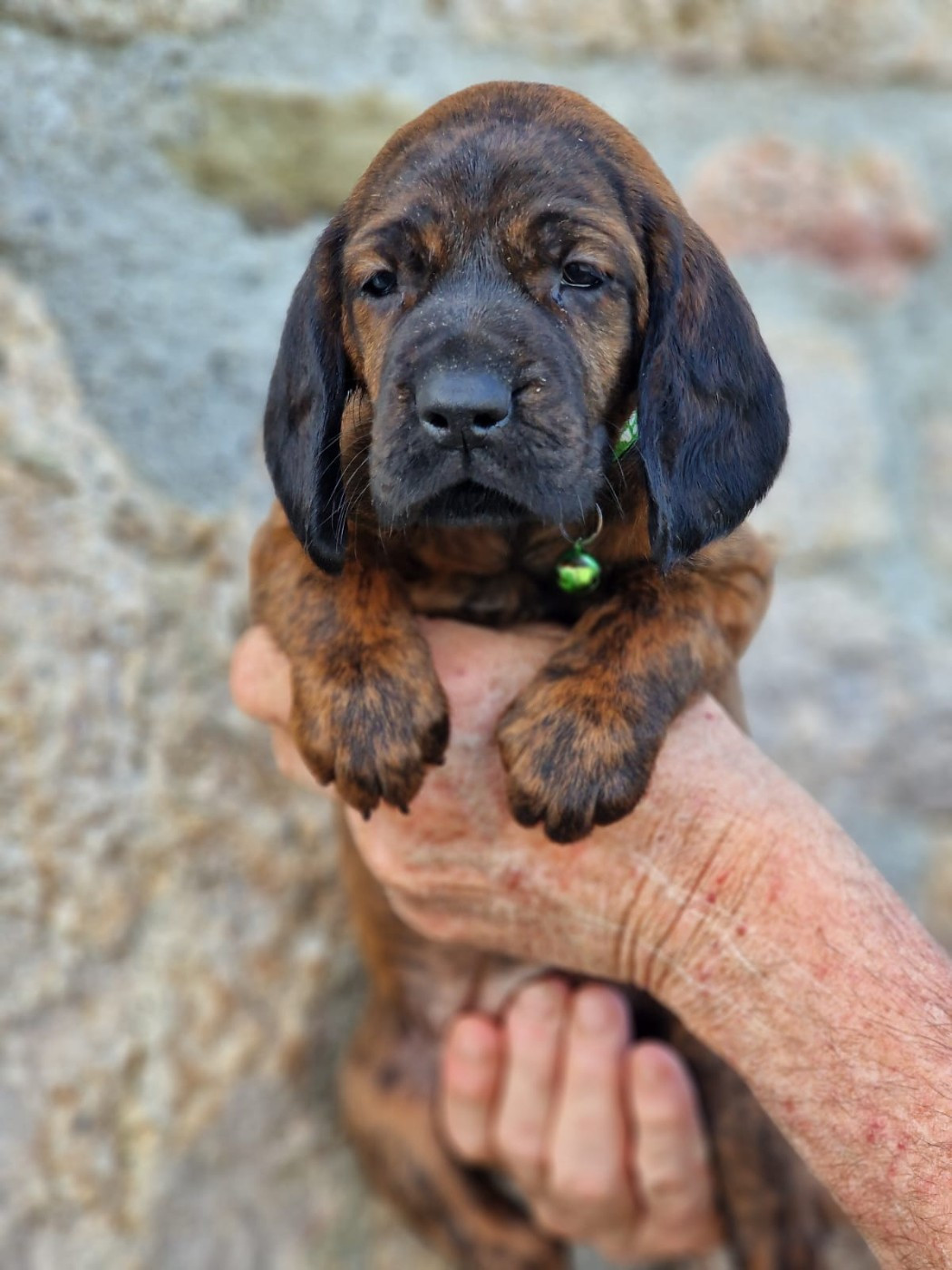 Chiot N°7