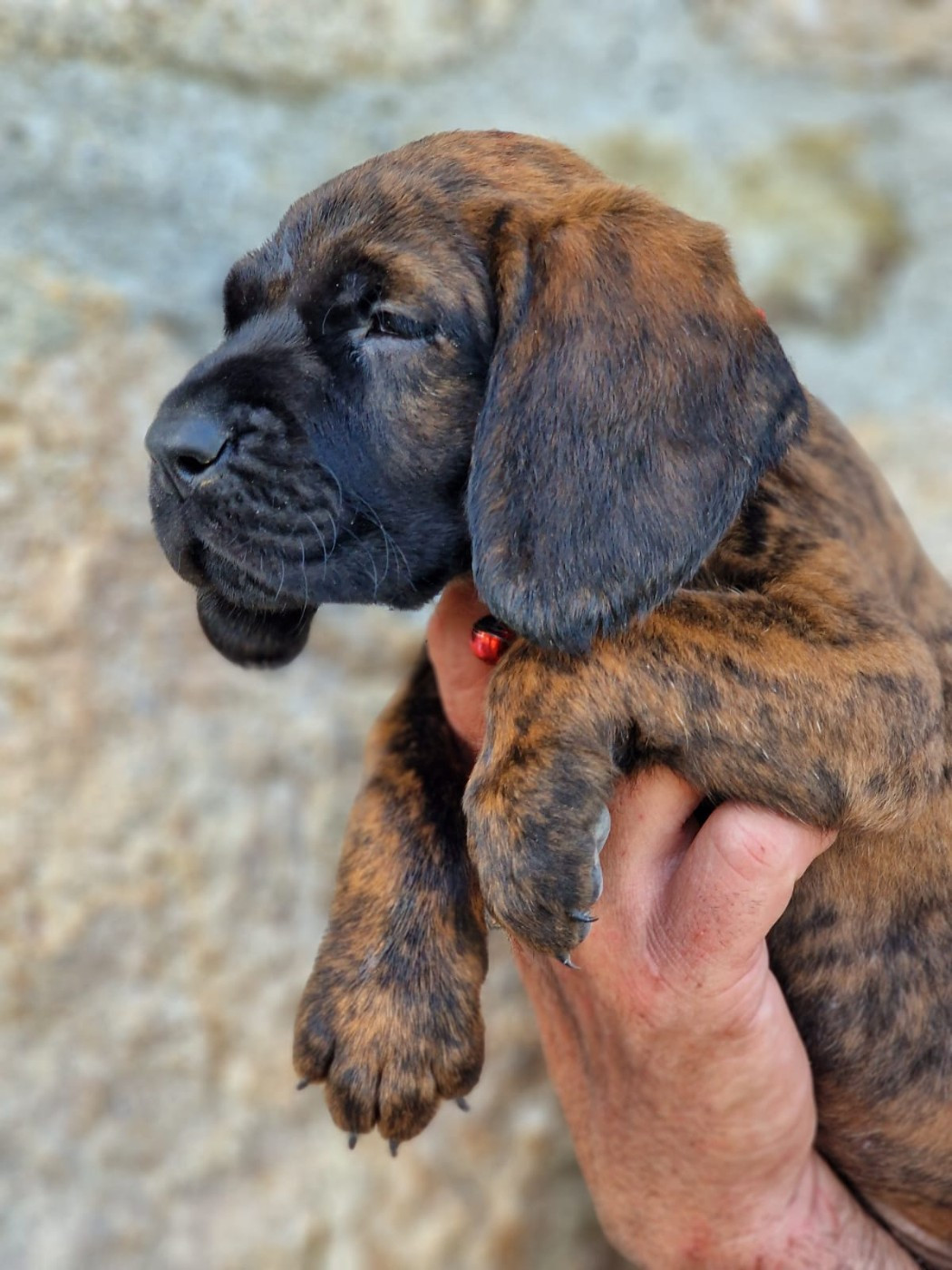 Chiot N°7
