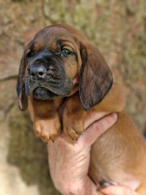 Les chiots de chien de Rouge de Hanovre