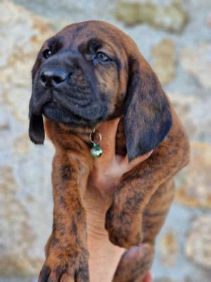 Les chiots de chien de Rouge de Hanovre