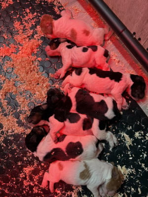 Les chiots de Epagneul Breton