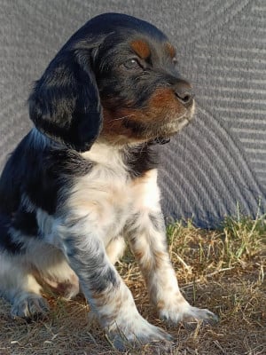 Les chiots de Epagneul Breton