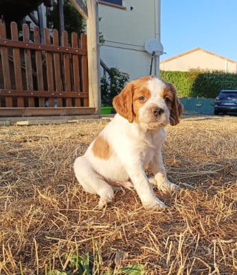 Les chiots de Epagneul Breton
