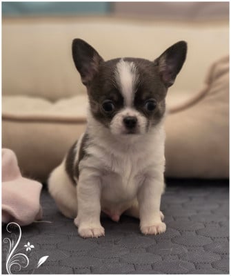 Les chiots de Chihuahua
