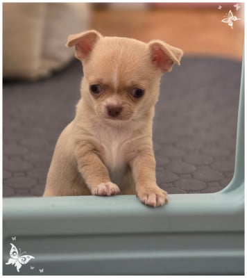 Les chiots de Chihuahua