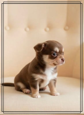 Les chiots de Chihuahua