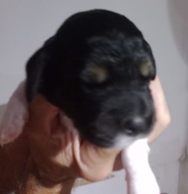 Les chiots de Epagneul Breton