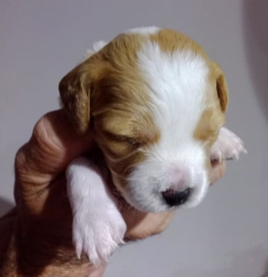 Les chiots de Epagneul Breton