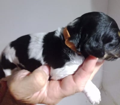 Les chiots de Epagneul Breton