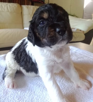 Les chiots de Epagneul Breton