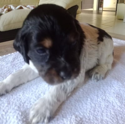 Les chiots de Epagneul Breton