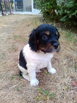 Les chiots de Epagneul Breton