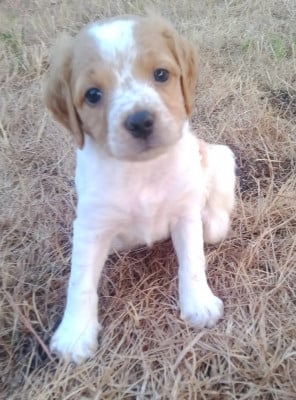 Les chiots de Epagneul Breton