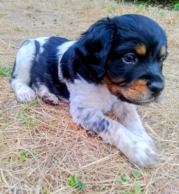 Les chiots de Epagneul Breton