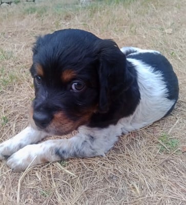 Les chiots de Epagneul Breton