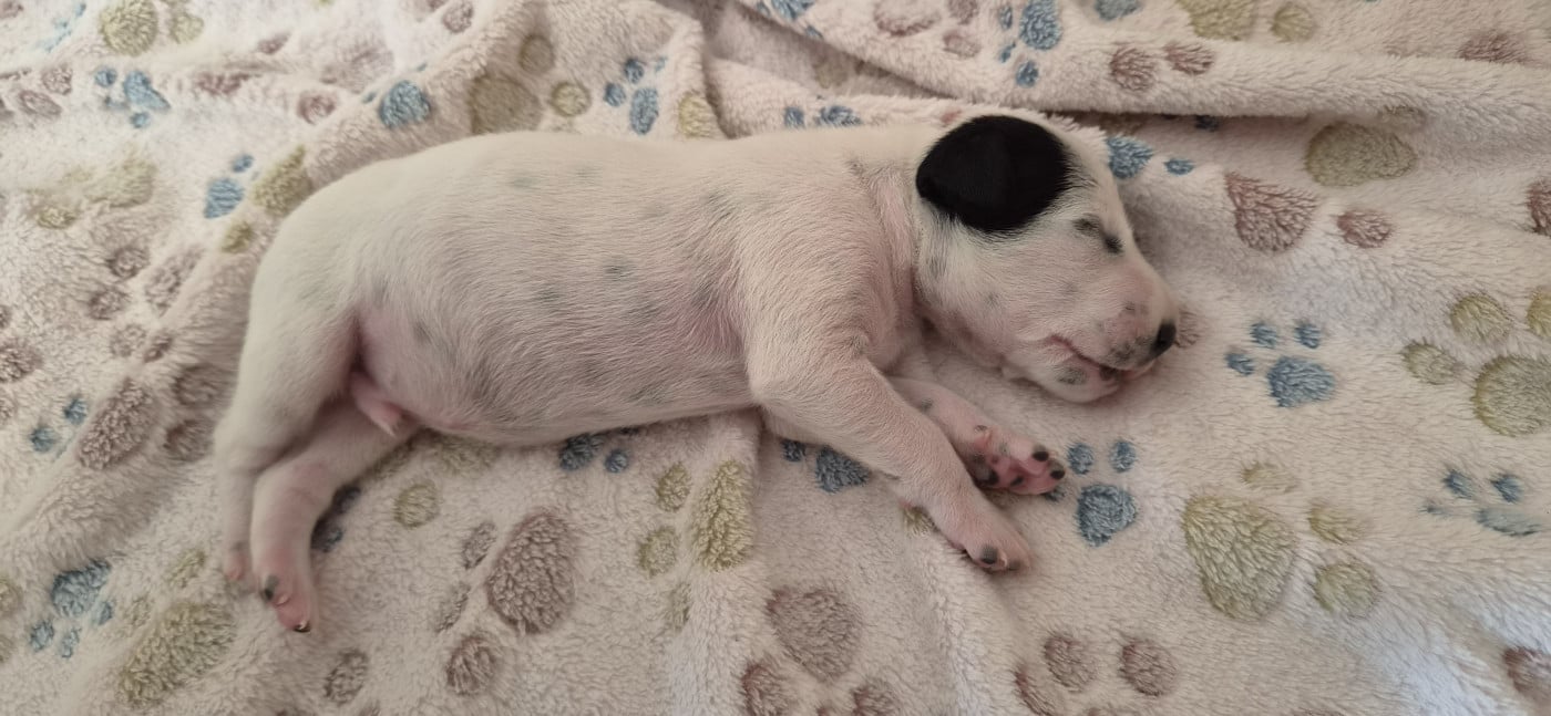 Chiot N°1 - Dalmatien