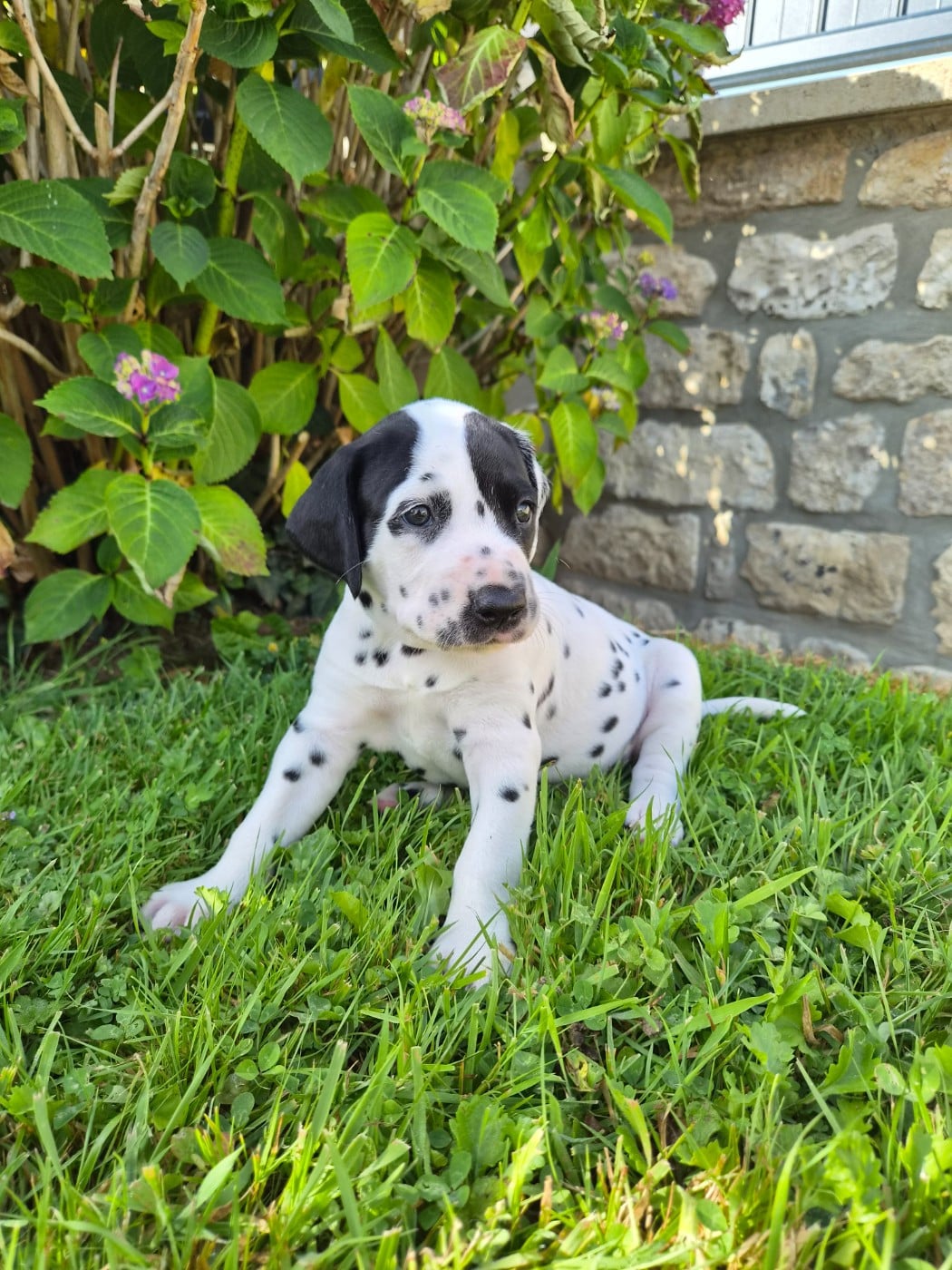 Chiot N°1