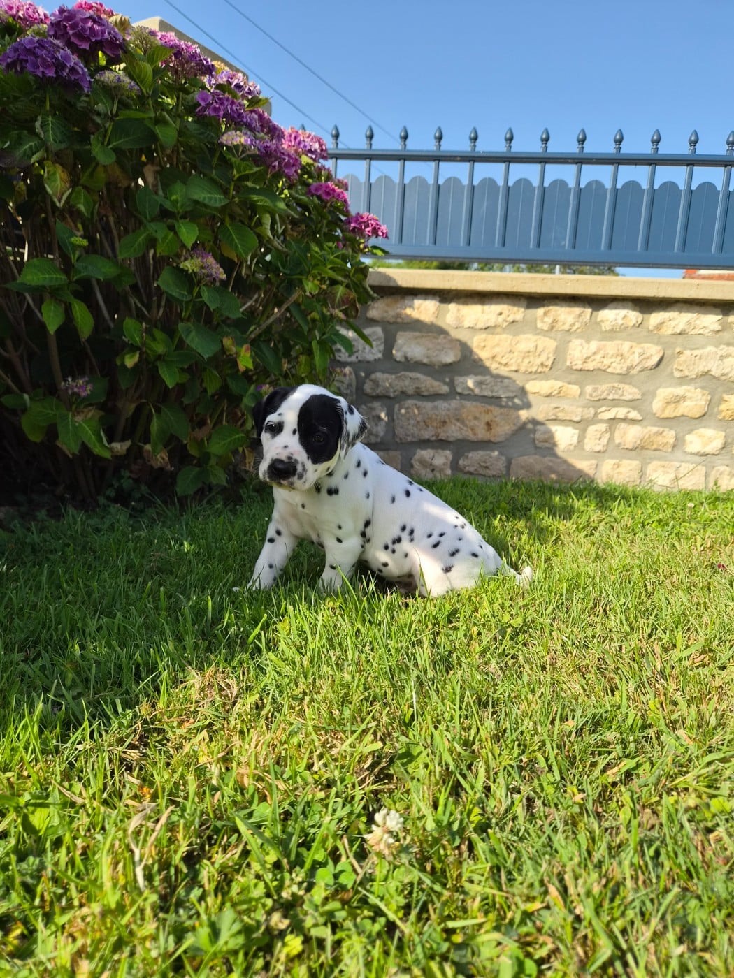 Chiot N°1