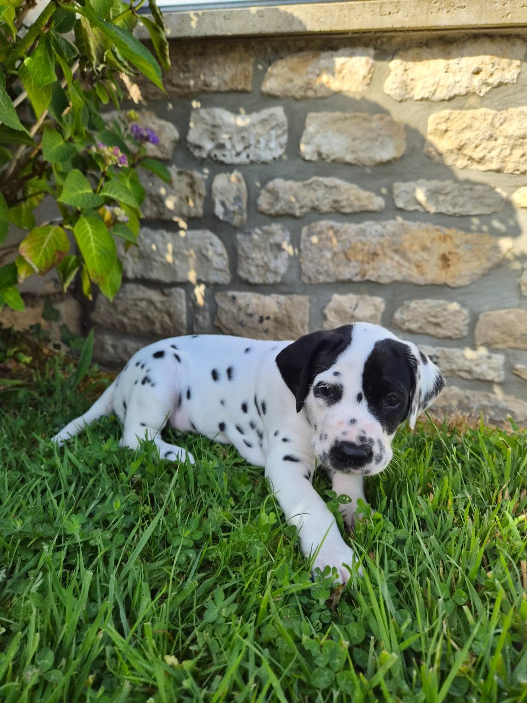 Chiot N°1