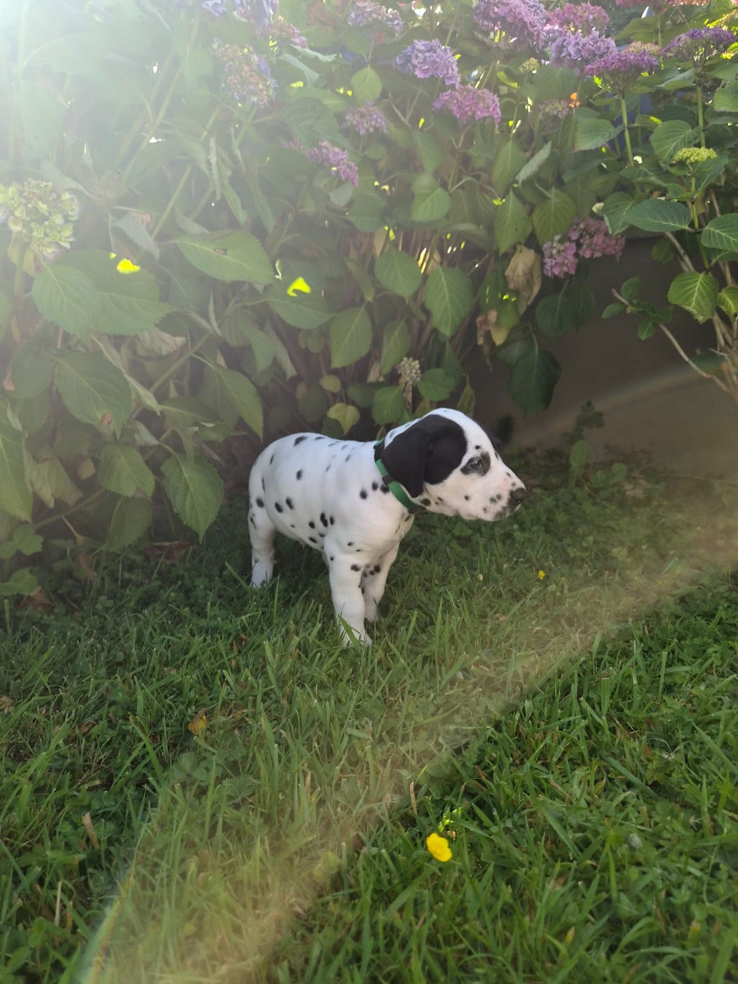 Chiot N°1