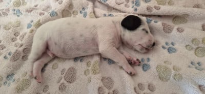Les chiots de Dalmatien
