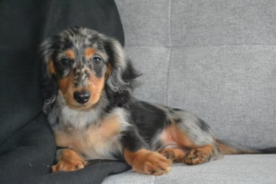 Les chiots de Teckel