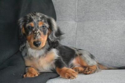 Les chiots de Teckel poil long