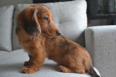 Les chiots de Teckel poil long