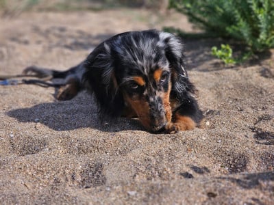 Les chiots de Teckel poil long