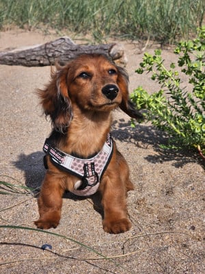 Les chiots de Teckel poil long