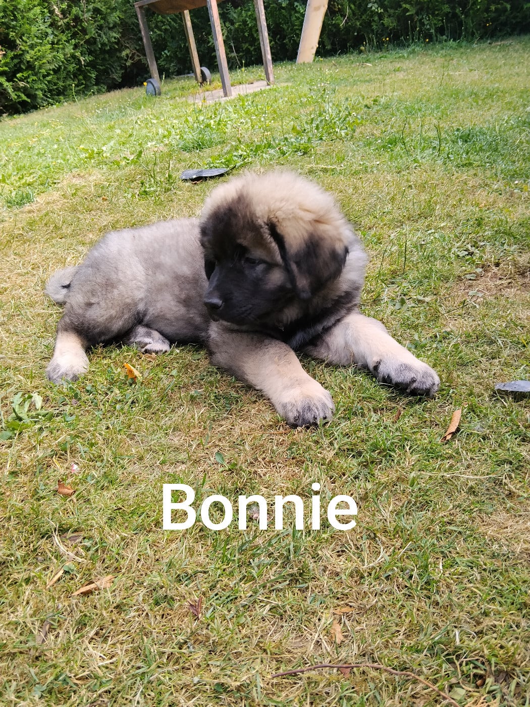 bonnie - Berger du Caucase