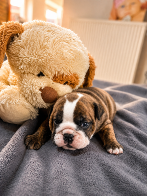 Bulldog Anglais