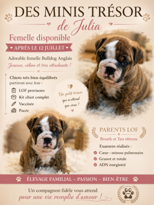 Les chiots de Bulldog Anglais