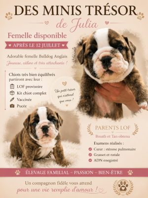 Les chiots de Bulldog Anglais