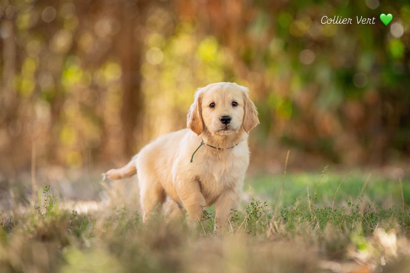 collier turquoise - Golden Retriever