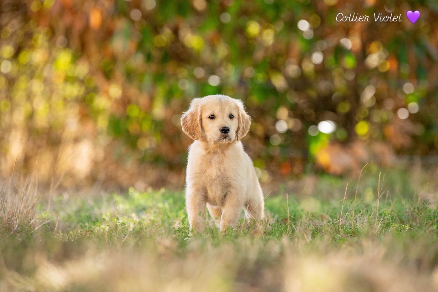 collier violet - Golden Retriever