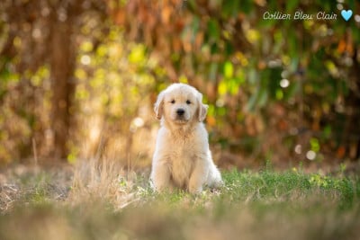 Les chiots de Golden Retriever