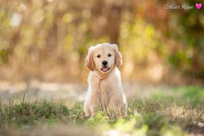 Les chiots de Golden Retriever