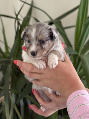 Les chiots de Shetland Sheepdog
