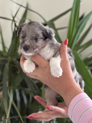 Les chiots de Shetland Sheepdog